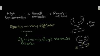 Ligases Adaptors and linkers [upl. by Arratal]