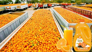 How Orange Juice Is Made In Factory  Fresh Orange Juice Factory Process [upl. by Assedo]