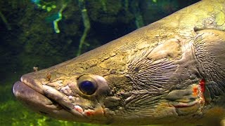 巨大古代魚 ピラルクーの食餌映像 quot Arapaima gigas Pirarucu feeding quot [upl. by Yeliak852]