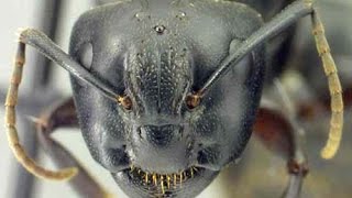 How To Get Rid Of Carpenter Ants [upl. by Emmalyn689]