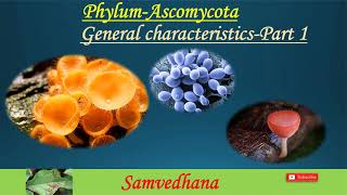 PhylumAscomycota General characteristics [upl. by Arabeila728]