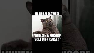 Blagues de Chats Hilarantes 😂  Les Meilleurs Memes et Vidéos Drôles sur les Chats  ChatsDrôles [upl. by Arhat]