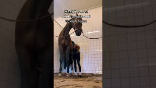 The most overdramatic and ticklish horse 🐴🤣 shorts tiktok [upl. by Enyledam]