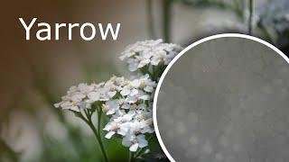 Yarrow Achillea Millefolium Under a Microscope Leaf And Petal [upl. by Vanda737]