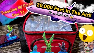 How To Bring Coral amp Fish On A Plane  The Right Way [upl. by Olodort]