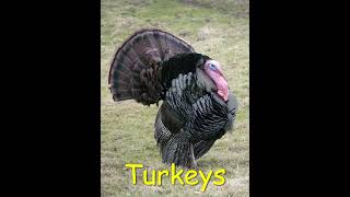 Turkey with Sound Effects  Gobbling Turkey Turkey Sounds Clucks Purrs Yelps [upl. by Akehsat720]