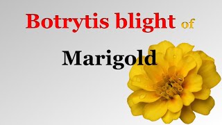 Diseases of Marigold  Botrytis Blight [upl. by Hsetim963]