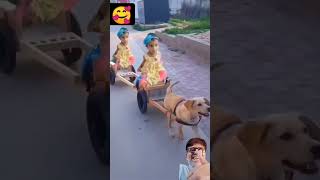 Dog transport🐶🐕 automobile funny dog [upl. by Monti107]