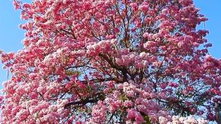 Maquilishuat Tabebuia rosea árbol nacional de El Salvador [upl. by Bunce206]