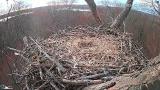 Hanover PA Live Streaming Bald Eagle Nest Webcam HDOnTap com — Mozilla Firefox 2024 03 17 07 05 2 [upl. by Eirdua]