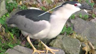 Blackcrowned Night Heron Dude  and PredatorNARRATED [upl. by Thibaut824]