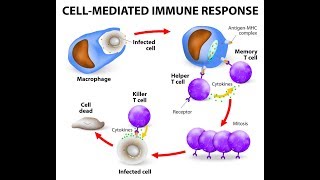 Microbiology of Cell Mediated Immunity [upl. by Cull641]