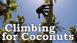 Climbing a Coconut Tree With No Tools [upl. by Jesh]