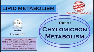 Chylomicron Metabolism  Lipoprotein Metabolism [upl. by Ainegue706]