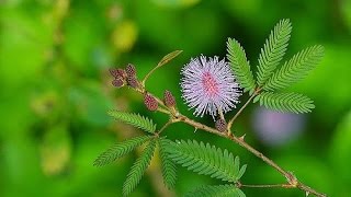 Mimosa plantলজ্জাবতী গাছ Lojjaboti Lota [upl. by Anan]