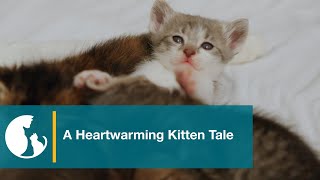 Saving a Mother Cat and Her Kittens—Plus the Kitten She Adopted [upl. by Chamberlin132]