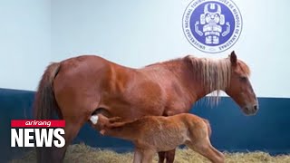 University in Peru successfully clones native Paso horse [upl. by Nnoryt]