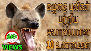 கழுதை புலிகள் பற்றிய சுவாரஸ்யமான 10 உண்மைகள்  10 interesting facts about hyenas [upl. by Farlee]