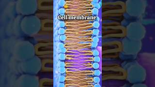 CellMembraneStructurePlasmamembrane cellmembrane bscnursing bpharma neet biology [upl. by Braeunig661]