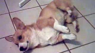 Welsh Corgi Poor Kirby Having Seizures 2 [upl. by Eniamraj]