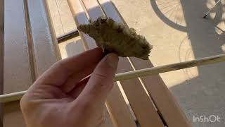 Active Wasp Nest Removal 2 [upl. by Scribner]