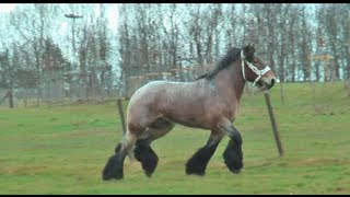 Belgian Draft Horses national champion Mathador van de Bouwhoeve [upl. by Delainey148]