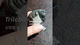 삼엽충 Trilobite Fossil  용산화석박물관 [upl. by Sirtimed]