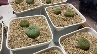 Lophophora Fricii Unboxing and Potting Up [upl. by Arimat]