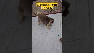 husky alaskanmalamute puppy dog viralshorts trendingshorts youtubeshorts viral trending [upl. by Cob]