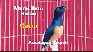 Suara Burung Murai Hutan Gacor Ampuh Buat Pancingan [upl. by Brana]