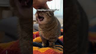 Disturbing a kneading cat shorts cat funny [upl. by Renferd618]