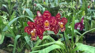 17 Oncidium Orchids and Oncidium Alliance Varieties  Clive Halls Mt Beenak Orchids [upl. by Ohara]