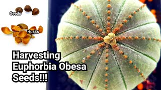 Euphorbia Obesa  Harvesting Seeds [upl. by Tnemelc]