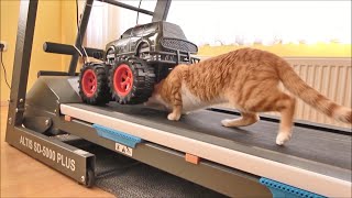 Cat Tries to Hide Under a Moving Truck on a Treadmill [upl. by Syned]