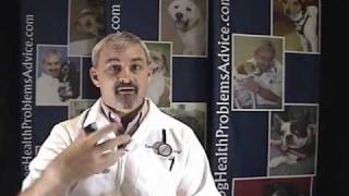 Dog Parvovirus  Parvovirus in Dogs [upl. by Jenness]