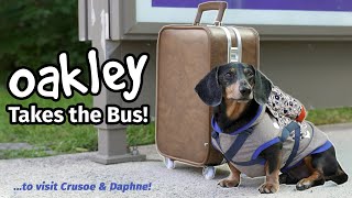 Ep4 OAKLEY TAKES THE BUS  Goes to Visit Crusoe amp Daphne Part 1 [upl. by Maffei]