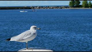 Harbor Atmosphere with the Sound of Seagulls [upl. by Kimbra]