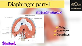 Diaphragm part1 in simplified way ✌️🩺 with 3d visuals diaphragm anatomy medical respiratory [upl. by Namurt]