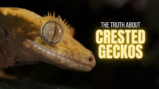 10 Things You Should Know Before Buying A Crested Gecko [upl. by Sion]