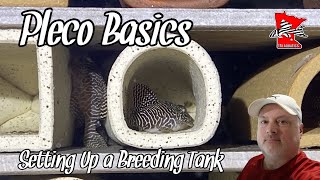 How To Set Up a Pleco Breeding Tank [upl. by Llerehc]