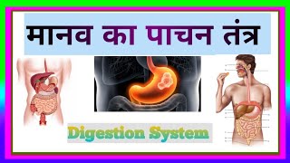 मनुष्य का पाचन तंत्र human digestive system Class 10 Science Chepter 6 Life Processes [upl. by Ayanaj706]