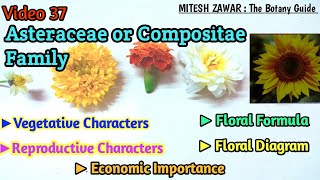 Asteraceae Family  Compositae Family Floral Formula amp Floral Diagram  Ray Florets amp Disc Florets [upl. by Lertnahs597]