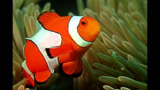 Focus on Species Clownfish aka anemonefish [upl. by Danya575]