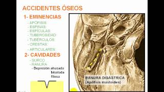 Accidentes óseos 2avi [upl. by Agostino]