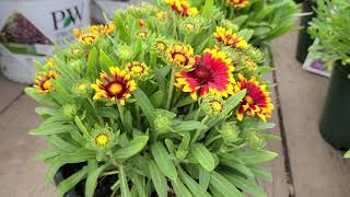 Gaillardia Spintop Orange Halo Blanket Flower  Cheery BRIGHT Flowers  AMAZING Breeding [upl. by Nissensohn]