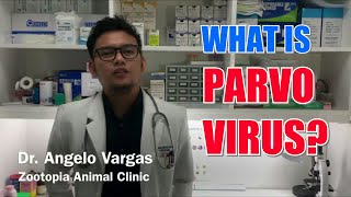 PARVO VIRAL INFECTION [upl. by Hiro]