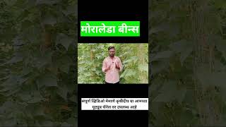 मोरालेडा बीन्स लागवड कधी करावी  moraledabeans [upl. by Arny]