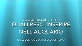 QUALI PESCI INSERIRE NELLACQUARIO  Guida per allestire un acquario di acqua dolce [upl. by Ludovico]