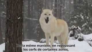 Comment les loups changent les rivières [upl. by Jsandye]