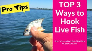 Top 3 Ways to Hook Bait Fish  How to Hook Live Bait [upl. by Roe628]